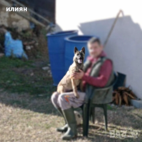 белгийска овчарка Малиноа чисто кръвна