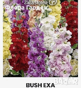 СЕМЕНА - Цветя едногодишни