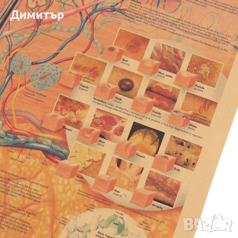 Постер Плакат постери 42/29см. кожа, снимка 3 - Декорация за дома - 41188968