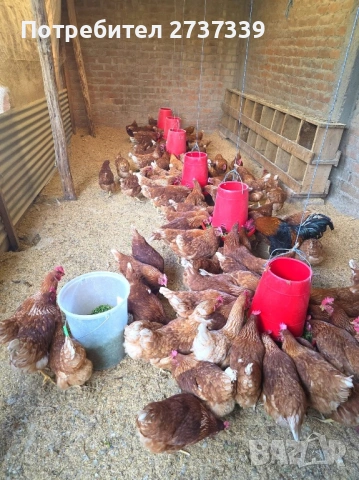 Носачки ломан браун