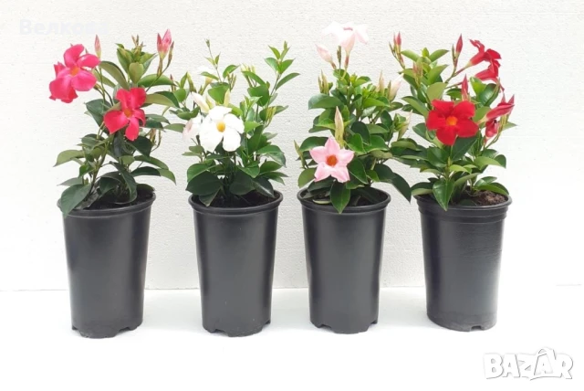 Дипладения (Мандевила), снимка 1