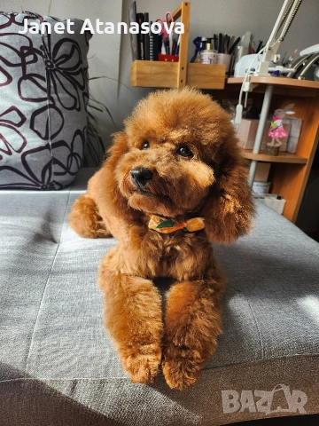 женски мини пудел, снимка 4 - Пудели - 52698686