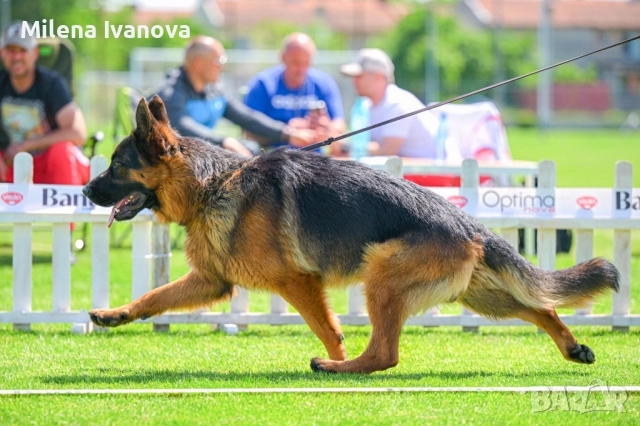 Немски овчарки от легитимен развъдник , снимка 4 - Немска овчарка - 52801099