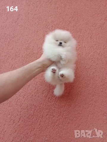 Миниатюрно мини момиченце. Померан. Реални снимки от 24.01.26 г., снимка 4 - Померан - 53209760