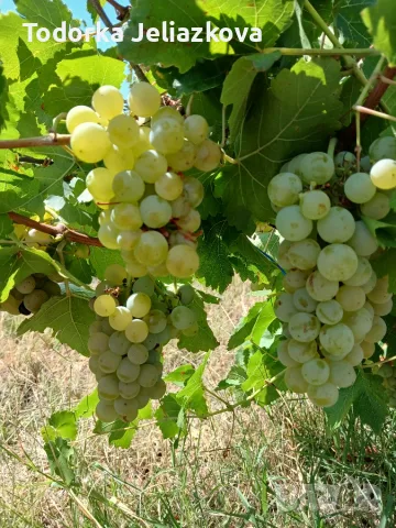 Продавам Мускат отонел 1 €/кг