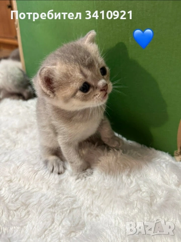 Колор-пойнт бебета , снимка 2 - Други - 53627397