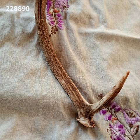 Еленов рог , снимка 5 - Антикварни и старинни предмети - 52639474