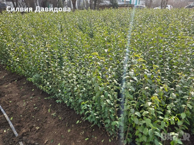 Лигуструм за жив плет на гол корен , снимка 6 - Градински цветя и растения - 53730127