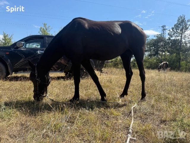 Ездитна кобила Марта, снимка 16 - Коне - 51464803