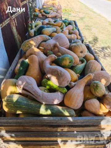 Продавам тиква цигулка за фураж , снимка 3 - За селскостопански - 56324636