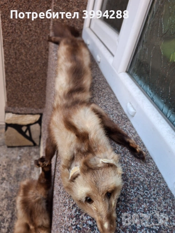 Яка от невестулка