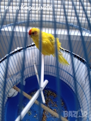 Голям папагал с клетката 60 лв, снимка 2 - Папагали - 52790595