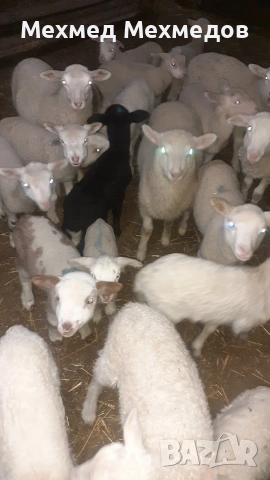 Продавам агнета, кочове и овце