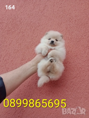 Женски Померани. Снимки от 18.02.26 г., снимка 7 - Померан - 53494380