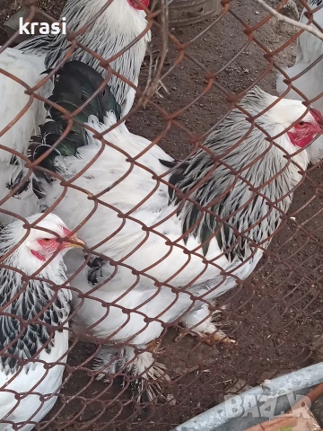 Петли Брама, снимка 6 - Кокошки и пуйки - 53437688