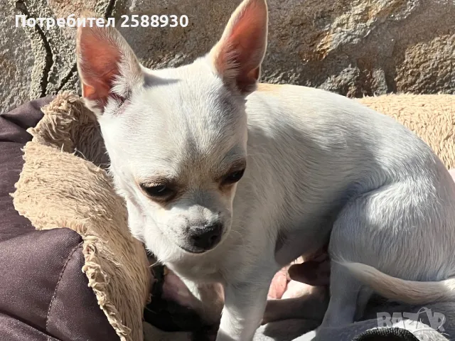 Мъжко чихуахуа , снимка 2 - Чихуахуа - 49884517