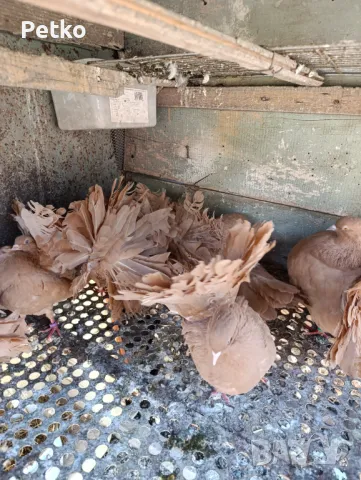 Продавам фенерлии, снимка 8 - Гълъби - 50149773