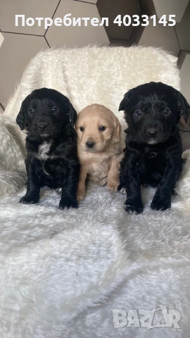 Кученца на един месец  Смеска от Голден ретривър и Бретон шпаньол, снимка 3 - Голдън ретривър - 53162222