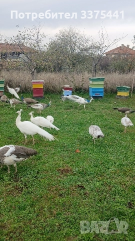 продавам пауни сребърни ,сребърни арлекини,Бели ,обикновени Индийски , снимка 6 - други­ - 52380620