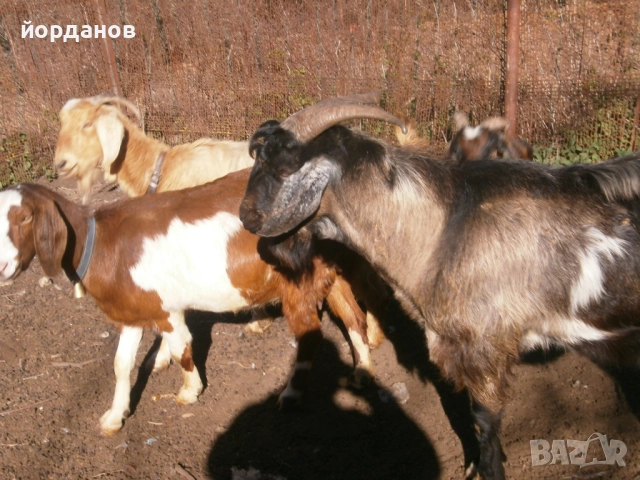 Свободен козел