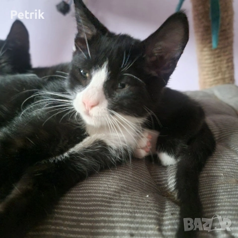 ще го дадем в добри ръце, снимка 13 - Други - 51323889