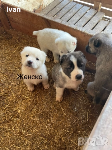 САО Алабай малки, снимка 3 - Алабай - 52842122