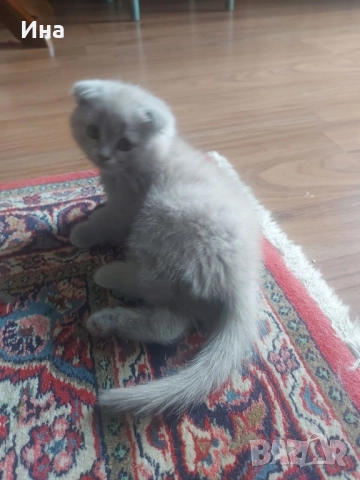 британски котки, снимка 1