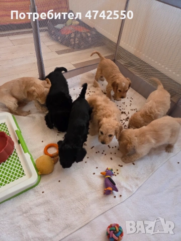 Кученца за трюфел, снимка 6 - Кокер шпаньол - 53535610