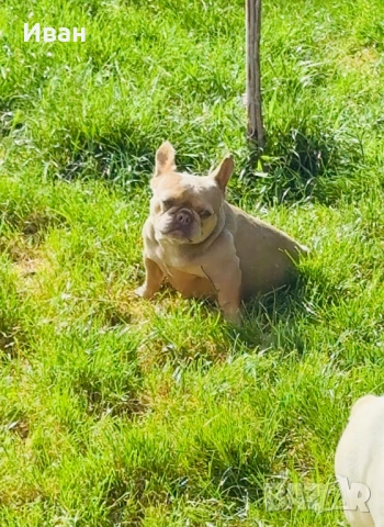 Френски Булдог, снимка 3 - Френски булдог - 53140404