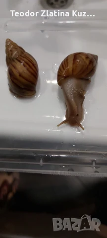 Африкански охлюви Ахатина, снимка 2 - Други - 50553501