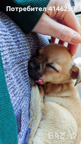 Продавам чистокръвно чихуахуа, снимка 4 - Чихуахуа - 53026554