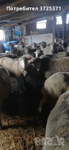 Продавам 26 бр. Овце