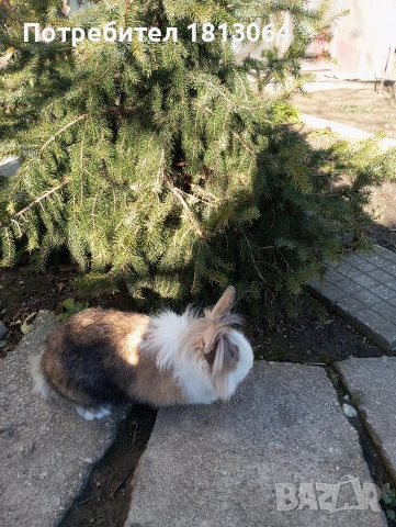 декоративни зайчета 