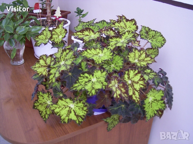 фотоапарат Ricoh Caplio RR30, снимка 15 - Фотоапарати - 52550381