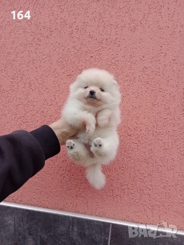 Женски Померани. Момичета. Снимки от 23.12.25 г., снимка 5 - Померан - 52809054