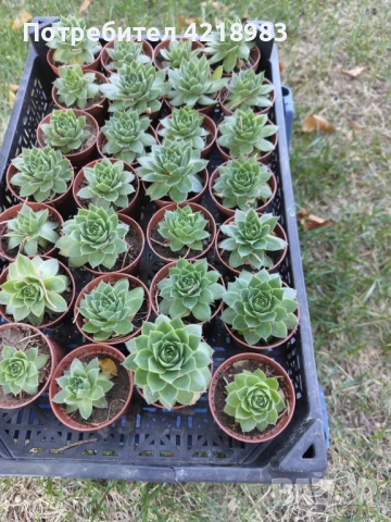 Сукуленти за подаръчета , снимка 5 - Декорация - 51579009