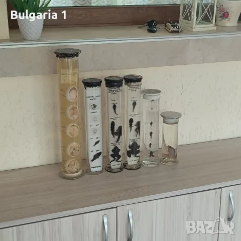 консервирани препарирани влечуги в стъкло