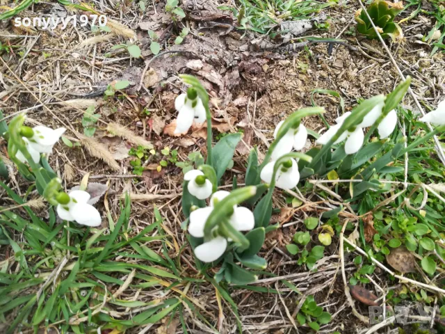 КОКИЧЕНЦА ЗА МОМИЧЕНЦА-СВЕЖА РЕКОЛТА 20025Г 0102251725, снимка 12 - Градински цветя и растения - 48920514