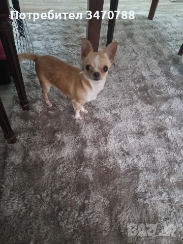 мини чихуахуа 