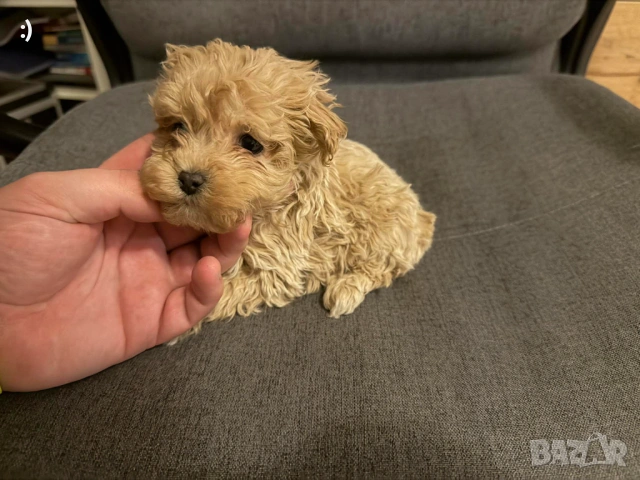 Малтипу Актуално от 23.01.2026