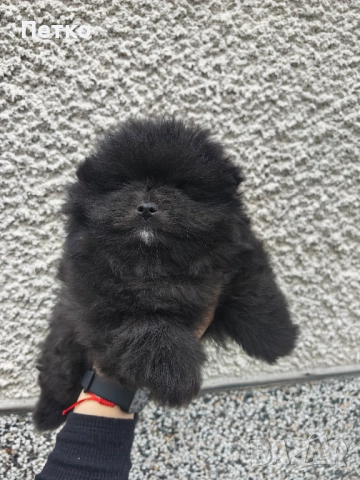 Мини померан, снимка 3 - Померан - 52920857