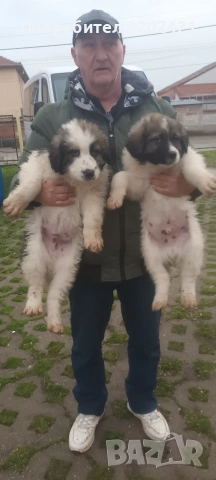 каракачанска овчарка , снимка 4 - Каракачанска овчарка - 53059817