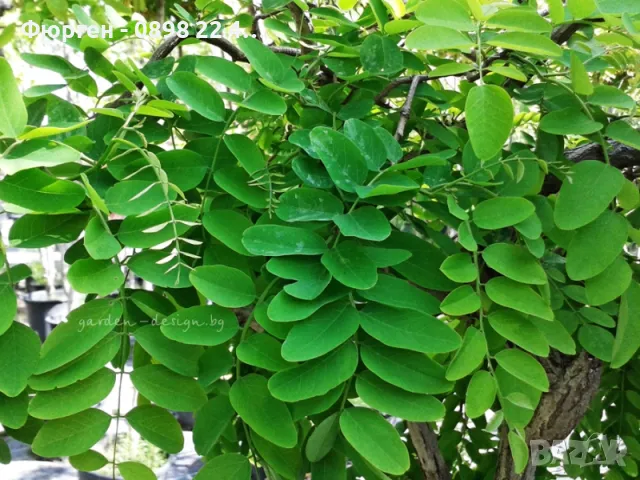 Акация - Налични 2 вида , снимка 9 - Разсади - 43201687