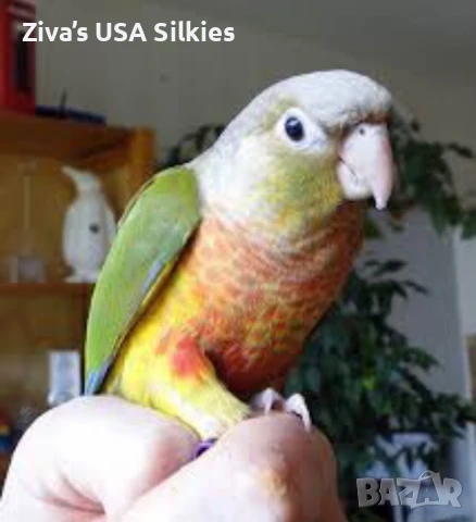 Търся бебе пирура “pineapple” , снимка 1