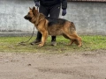 Немско Овчарско Куче Мъжки, снимка 2