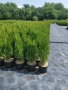 Туя смарагд 50см до60 см, снимка 2