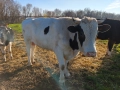 Телета 400-500кг, снимка 6