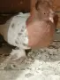декоративни гълъби само днес 3 евро броя,взети всички 3 евро , снимка 12