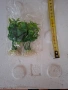 продавам аквариумни растения, снимка 2