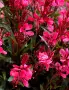 Гаура (Gaura lindheimeri), снимка 9